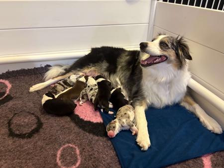 Border Collie puppy for sale by BELLAMISCELA