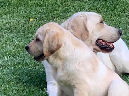 Labrador Retriever for sale by ALADORRB