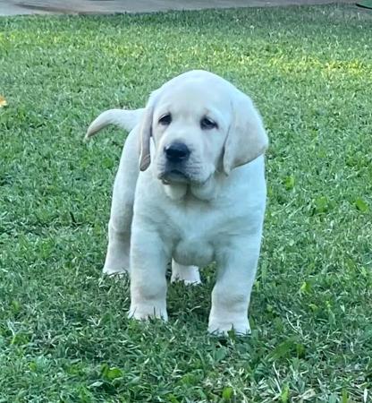 Labrador Retriever for sale by ALADORRB