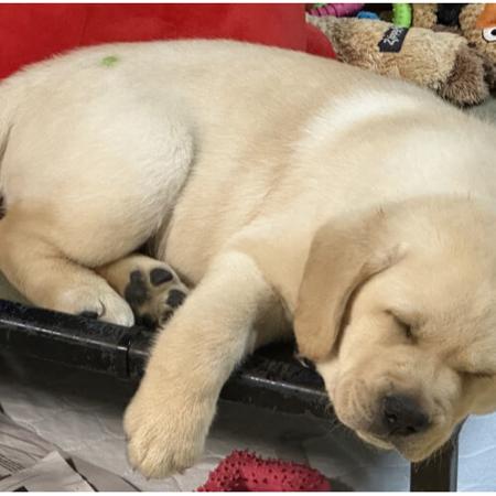 Labrador Retriever for sale by ALADORRB