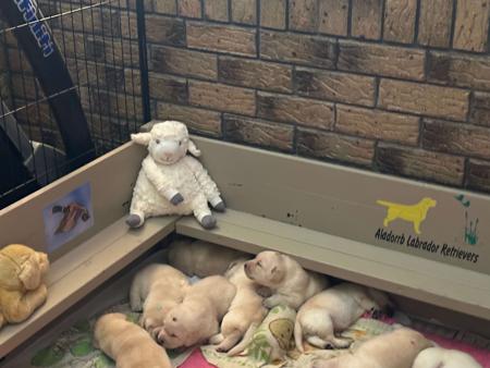 Labrador Retriever for sale by ALADORRB