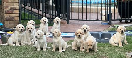 Labrador Retriever for sale by ALADORRB