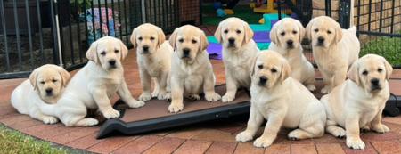 Labrador Retriever for sale by ALADORRB