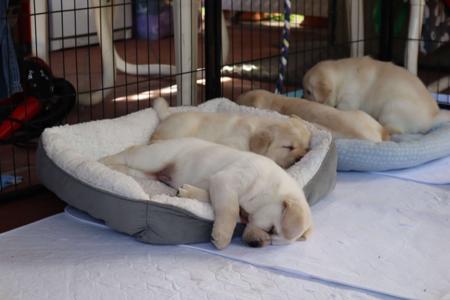 Labrador Retriever for sale by ALADORRB