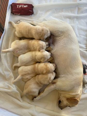 Labrador Retriever for sale by ALADORRB