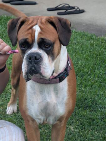 Boxer for sale by BOXABITS