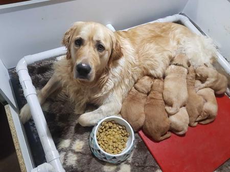 Golden Retriever for sale by GLENMISSY
