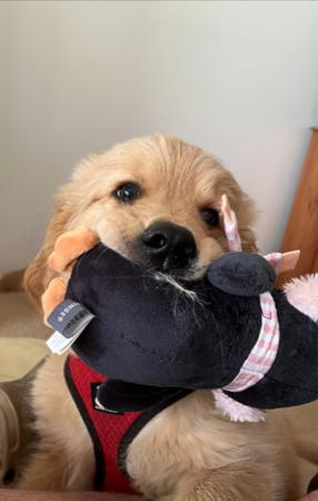 Golden Retriever for sale by GLENMISSY