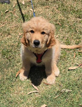 Golden Retriever for sale by GLENMISSY