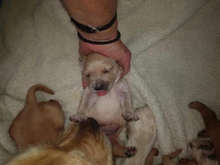 Golden Retriever for sale by GLENMISSY