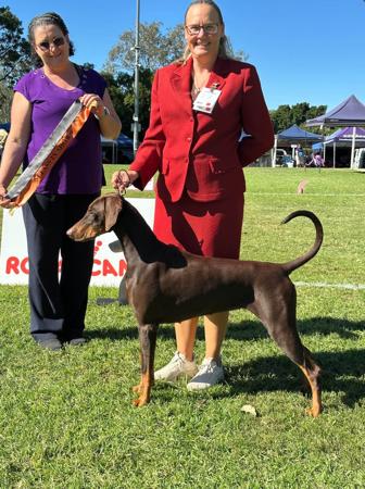 Bravadobe Lady Mastermind Dobermann