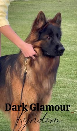 German Shepherd Dog (Long Stock Coat) for sale by KYNDOM