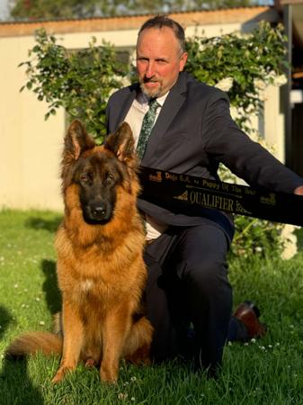 German Shepherd Dog (Long Stock Coat) for sale by KYNDOM