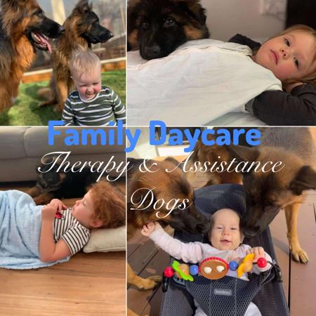 German Shepherd Dog (Long Stock Coat) for sale by KYNDOM