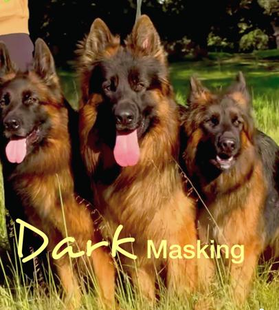 German Shepherd Dog (Long Stock Coat) for sale by KYNDOM