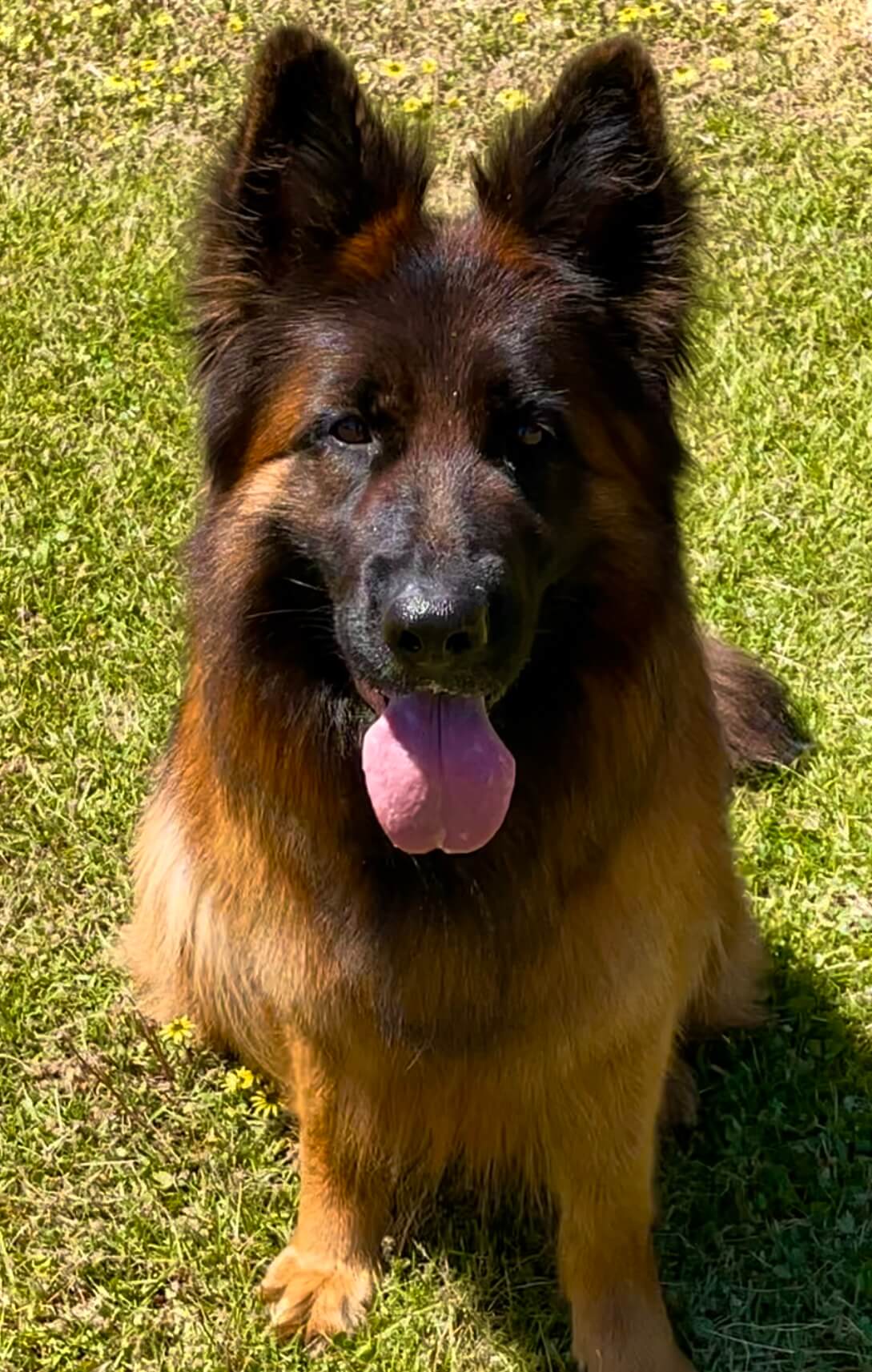 Dogs Rising Stars Aust Ch Kyndom A Touch Too Much German Shepherd Dog (Long Stock Coat ...