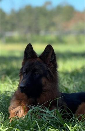 German Shepherd Dog for sale by KYNDOM