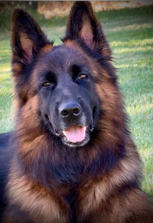 German Shepherd Dog for sale by KYNDOM