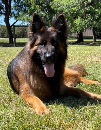 German Shepherd Dog for sale by KYNDOMKENNELS