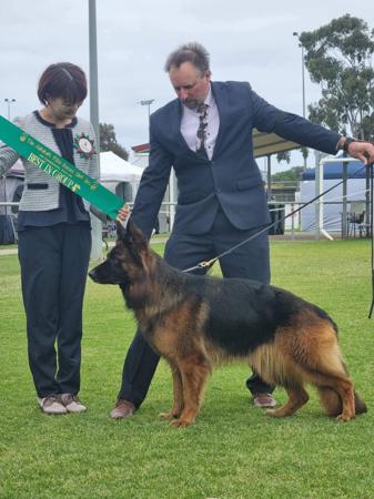 German Shepherd Dog for sale by KYNDOM