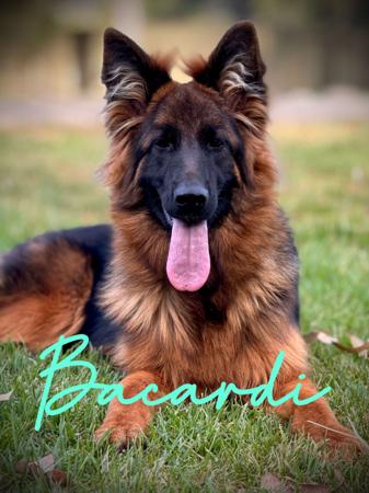 German Shepherd Dog for sale by KYNDOM