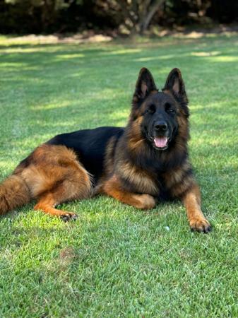 German Shepherd Dog for sale by KYNDOM