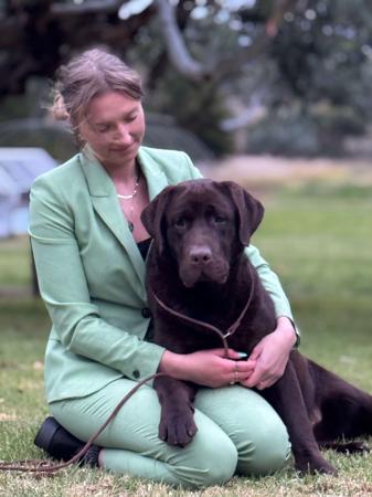 Labrador Retriever for sale by KYNDOM