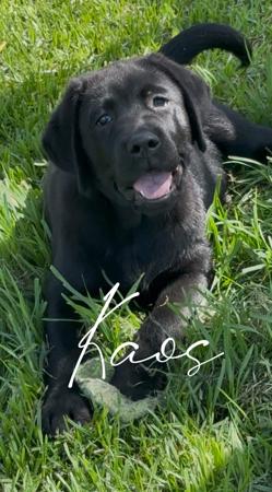Labrador Retriever for sale by KYNDOM