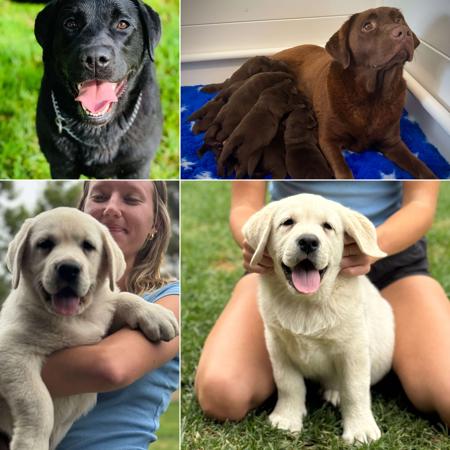 Labrador Retriever for sale by KYNDOM