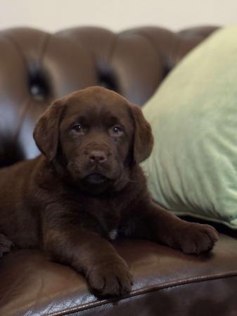 Labrador Retriever for sale by KYNDOMKENNELS