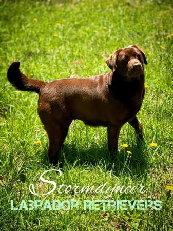 Labrador Retriever for sale by KYNDOM