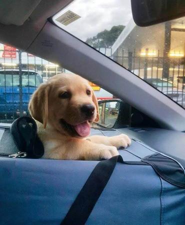 Labrador Retriever puppy for sale by KYNDOMKENNELS