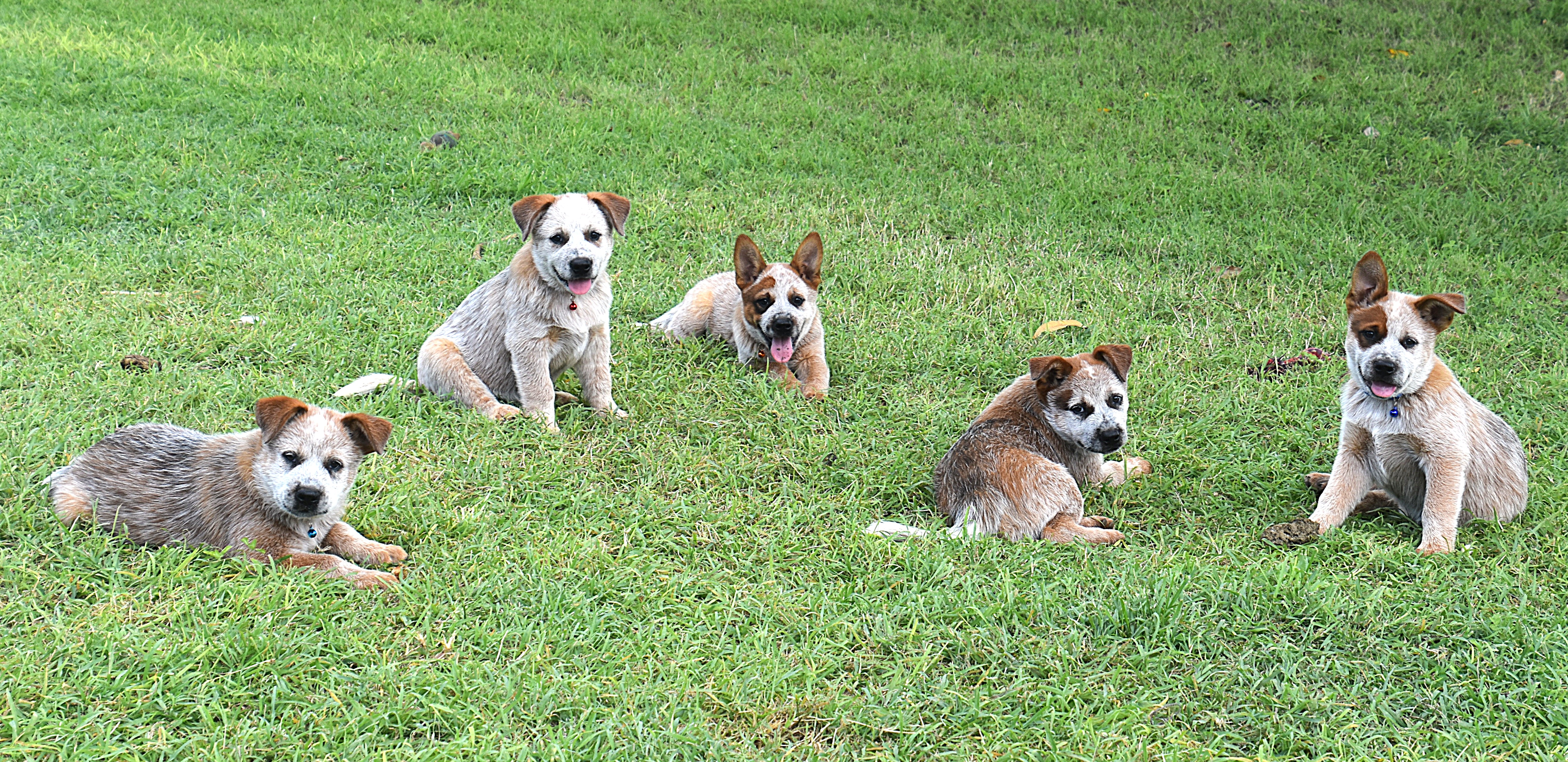 Australian Cattle Dog puppy for sale by WAZWALLABY