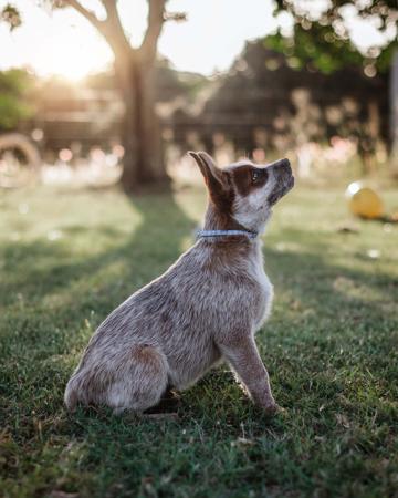 Australian Cattle Dog puppy for sale by WAZWALLABY