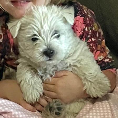 West Highland White Terrier puppy for sale by CURRALLIE