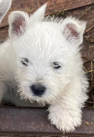 West Highland White Terrier puppy for sale by CURRALLIE