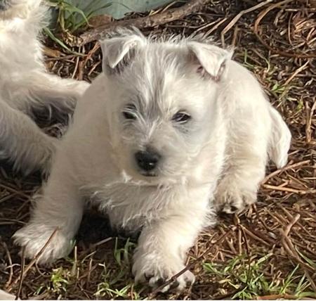 West Highland White Terrier puppy for sale by CURRALLIE