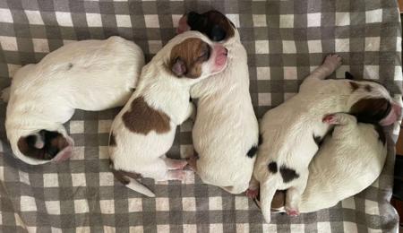Jack Russell Terrier puppy for sale by CURRALLIE