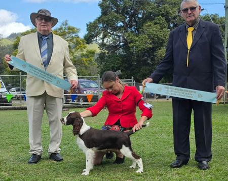 Ozdezine rise to glory English Springer Spaniel