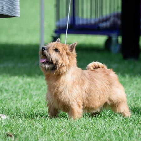 Norwich Terrier for sale by CORNERBROOK