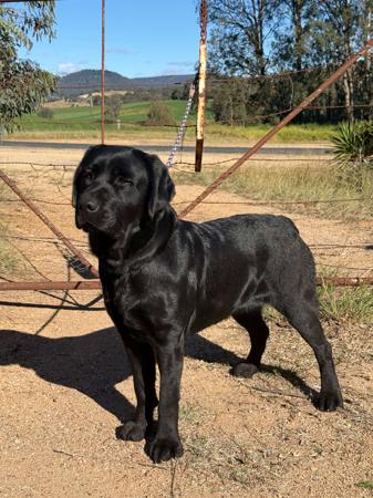 Labrador Retriever puppy for sale by SILVAREGIS