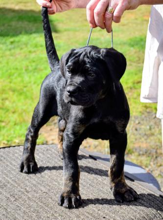 Cane Corso puppy for sale by THUNDERBAYCANECORSO