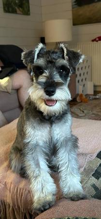 Schnauzer (Miniature) for sale by TAUSER