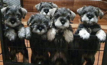 Schnauzer (Miniature) for sale by TAUSER
