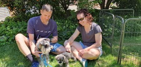 Schnauzer (Miniature) for sale by TAUSER