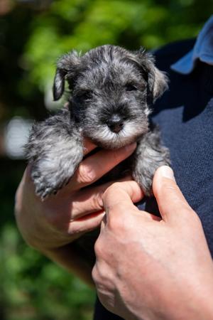 Schnauzer (Miniature) for sale by TAUSER