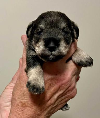 Schnauzer (Miniature) for sale by TAUSER