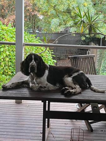 English Springer Spaniel puppy for sale by KINSHERAN