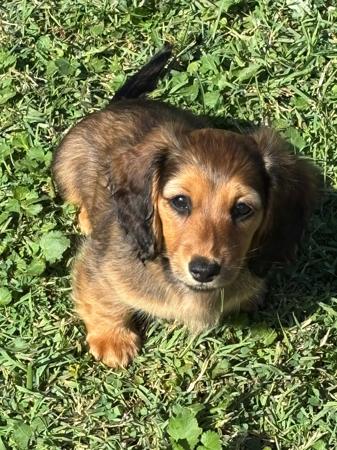 Dachshund (Miniature Long Haired) puppy for sale by ARGOWAN