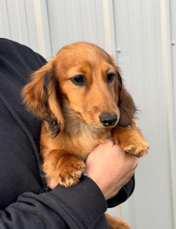 Dachshund (Miniature Long Haired) puppy for sale by ARGOWAN